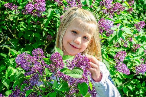 Little blonde 7-year-old girl stands surrounded by blooming lilacs and smiles at the camera in