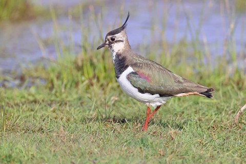 Lapwing (Vanellus vanellus), gorgeous dress, looking for food in a swampy meadow, wildlife,