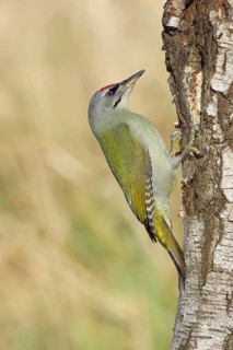 Grey woodpecker (Picus canus), male sitting on the trunk of a grey birch tree (Betula populifolia),