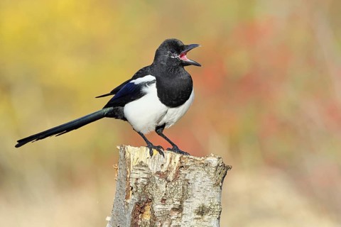 European magpie (Pica pica), sitting on a stump of a gray birch tree (Betula populifolia), with an