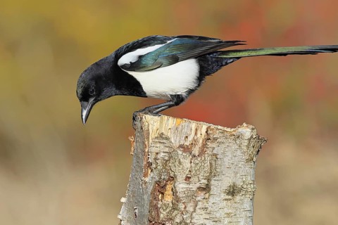 European magpie (Pica pica) sitting on a stump of a grey birch (Betula populifolia), with autumn