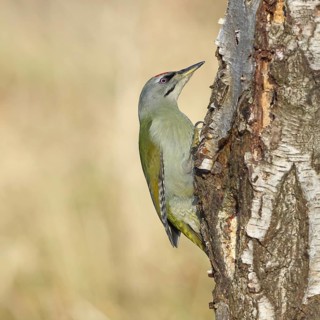 Grey woodpecker (Picus canus), male sitting on the trunk of a grey birch tree (Betula populifolia),