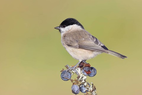 Swamp tit, (Parus palustris), sitting on a branch in a blackthorn bush, (Prunus spinosa), sloes,