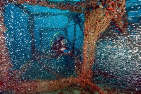 Diver looks at illuminated large swarm of glass fish (Parapriacanthus ransonneti) hatchet fish
