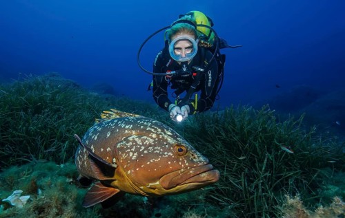 Underwater photo of female diver swimming over Neptune grass (Posidonia oceanica) Seagrass meadow