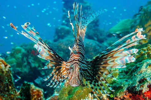 Close-up of Pacific lionfish (Pterois volitans) with venomous sting Poison spines swimming directly