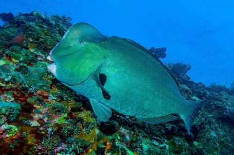 Large green humphead parrotfish (Bolbometopon muricatum) mature specimen of humphead parrotfish