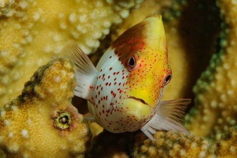Forsters coral guardian (Paracirrhites forsteri) Striped coral guard semiadult, Forsters hawkfish,