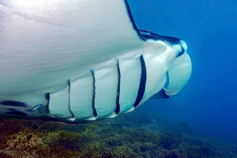 Manta (Mobula alfredi) Reef manta standing floats across shallow coral reef in lagoon shows