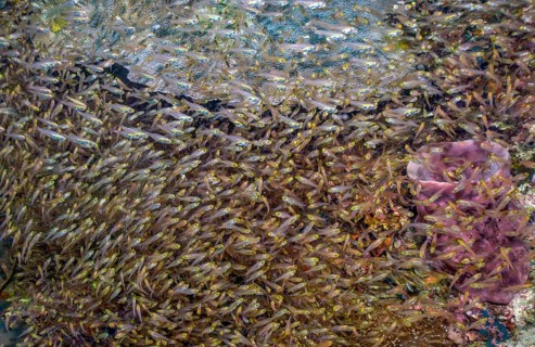 Large dense swarm with many specimens of golden glass fish (Parapriacanthus ransonneti) Golden