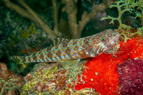 Diamond lizardfish (Synodus synodus) small predatory fish lying on red sponge lurking for prey,