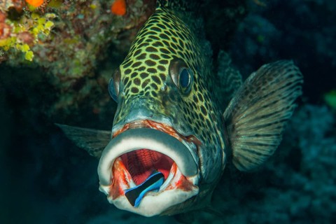 Symbiotic behavior Symbiosis of harlequin sweet lip (Plectorhinchus chaetodonoides) and cleaner
