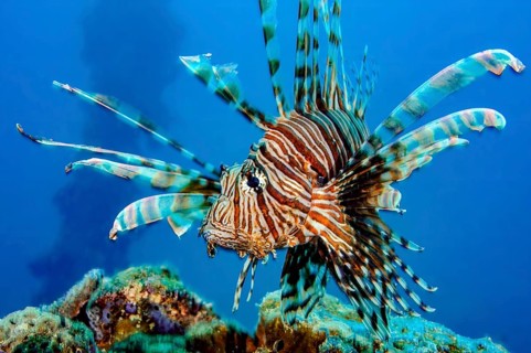 Close-up of Pacific lionfish (Pterois volitans) with venomous sting Poison spines spread all fins,
