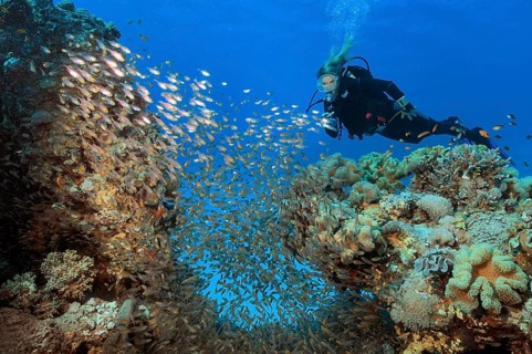 Diver looks at illuminated swarm of glassfish (Parapriacanthus guentheri) Hatchet fish swimming