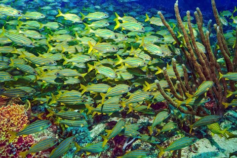 Underwater photo dense large swarm of blue-striped grunterfish (Haemulon sicurus) swimming through