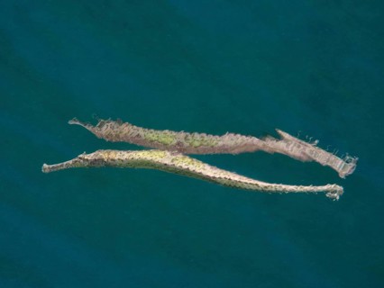 Triangular sea needle (Syngnathoides biaculeatus) is reflected on the water surface. Secret Bay
