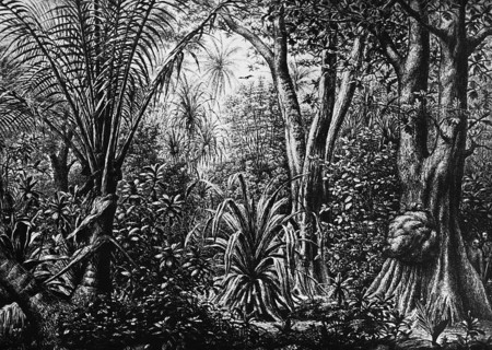 Jungle on a coral island in the Caroline Archipelago, inner tropics, tropical climate, rainforest,