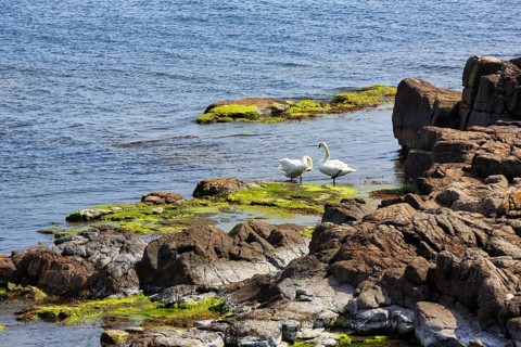 Mute swans (Cygnus olor), couple on rocky coast, ChristiansÃ¸, ChristiansÃ¶, Ertholmene, pea