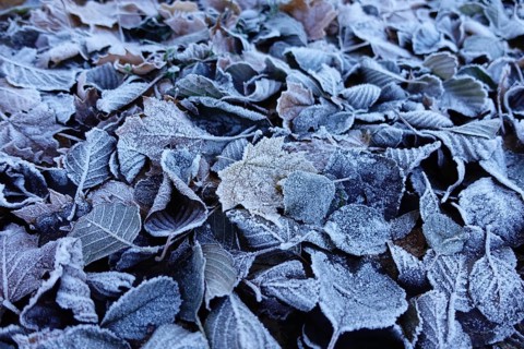 Frost has formed on the leaves lying on the ground in the cold, Wetterau, Gedern, Hesse, Germany