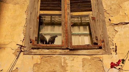 Old town of Nauplion, Two doves sitting on an old, weathered window of a yellow building, Nauplion,