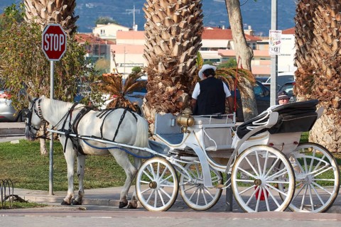 A traditional horse-drawn carriage with a white horse on a palm-lined road, Nauplion, Nafplion,