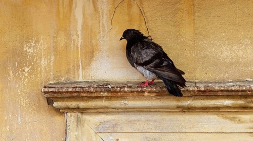 Old town of Nauplion, Lonely dove sitting on a weathered wall with a calm atmosphere, Nauplion,