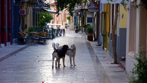 Old town of Nauplion, Two dogs interact on a quiet, paved street in an old town, Nauplion, Nafplio,