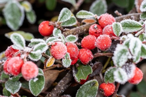 Cotoneaster (Cvotoneaster dammeri), fruits, Emsland, Lower Saxony, Germany
