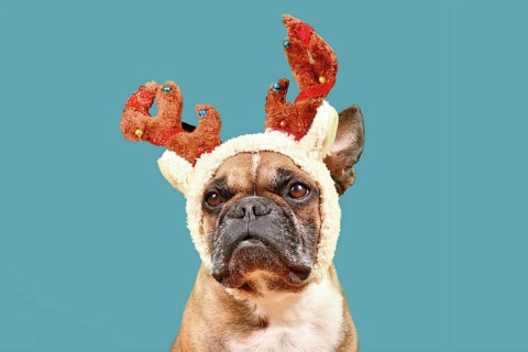French Bulldog dog with Christmas reindeer antler costume in front of teal background