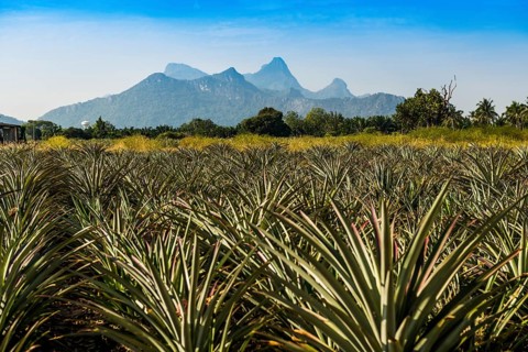 Pineapple plantation south of Hua Hin, Prachuap Khiri Khan, Central Thailand, Thailand