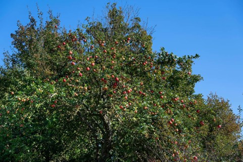 Ripe apples (Malus) on a tree, Mecklenburg-Western Pomerania, Germany