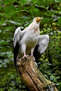 Dirty vulture (Neophron percnopterus) sitting on tree stump, captive, Switzerland