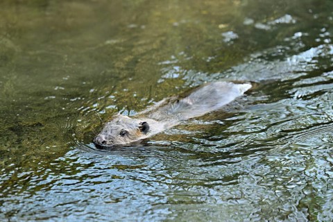 Eurasian beaver, European beaver (Castor fiber), swimming in a stream, Canton of Zug, Switzerland