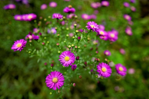 Alpine aster (Aster alpinus), blooming, Chamonix, France