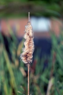 Faded cattail (Typha), in a pond, Othenstorf, Mecklenburg-Western Pomerania, Germany