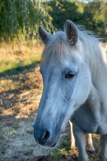 Horse, portrait of a mold in the pasture, Othenstorf, Mecklenburg-Western Pomerania, Germany