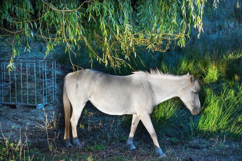 White mare grazing in reeds, Othenstorf, Mecklenburg-Western Pomerania, Germany