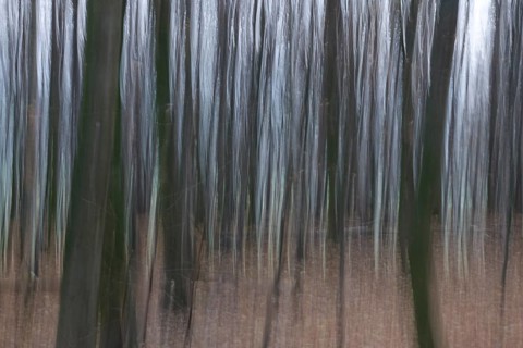 Forest in November, abstracted, blurring, autumn, Germany
