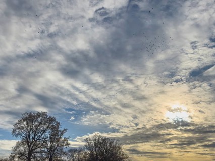 In the center of the image, cluster clouds Cumulus mediocris with moderate vertical extension and