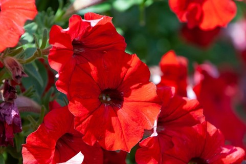 Garden petunia, hanging petunia (Petunia atkinsiana)