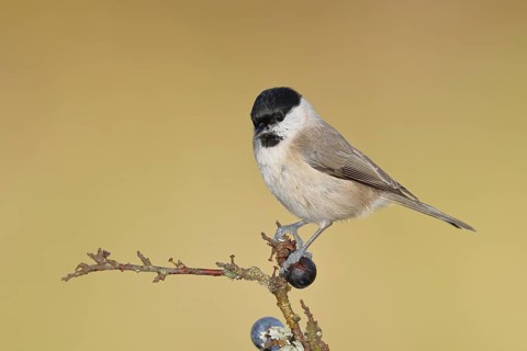 Swamp tit, (Parus palustris), sitting on a branch in a blackthorn bush, (Prunus spinosa), sloes,