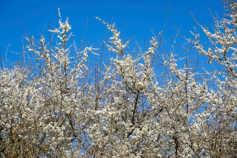 Blackthorn (Prunus spinosa) bushes flowering on a meadow in spring on a sunny day, Bavaria, Germany