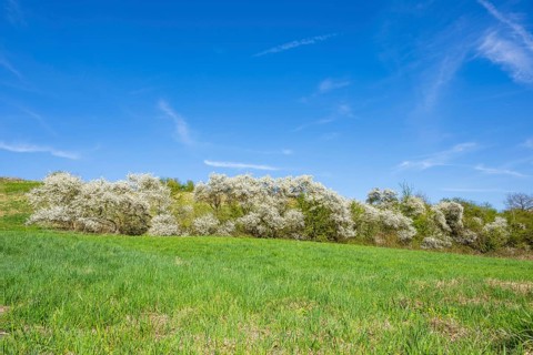 Blackthorn (Prunus spinosa) bushes flowering on a meadow in spring on a sunny day, Bavaria,