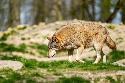 Eastern wolf (Canis lupus lycaon) walking on a meadow, Bavaria, Germany