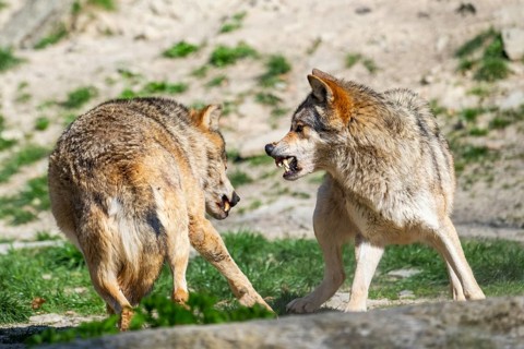 Eastern wolves (Canis lupus lycaon) arguing with each other, Bavaria, Germany