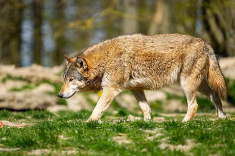 Eastern wolf (Canis lupus lycaon) walking on a meadow, Bavaria, Germany