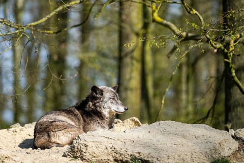 Eastern wolf (Canis lupus lycaon) lying on a little hill, Bavaria, Germany