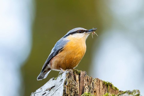 Eurasian nuthatch (Sitta europaea) sitting on a wood, Bavaria, Gernany