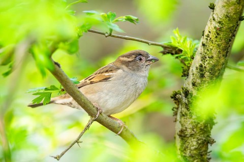 House sparrow (Passer domesticus) sitting on a little branch, Bavaria, Germany