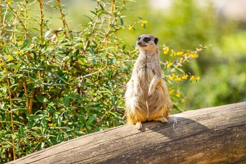 Meerkat (Suricata suricatta) standing sweet and curious on a tree trunk in the desert, captive,